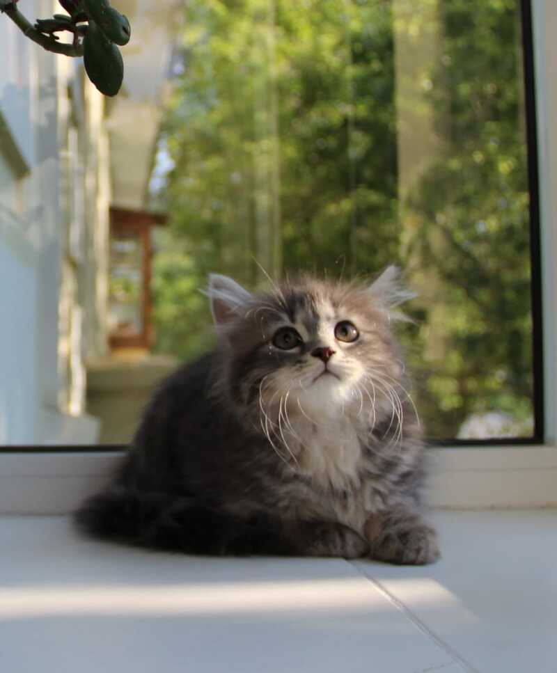 Konfetka Siberian female blue tortie tabby - live animals