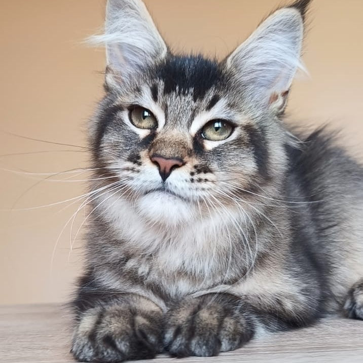 Elif Maine Coon female, black ticked tabby
