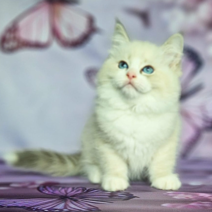 Endy Siberian male, blue bicolour tabby pointed
