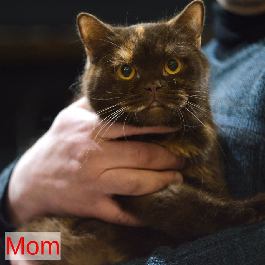 Maestro British Shorthair male, red