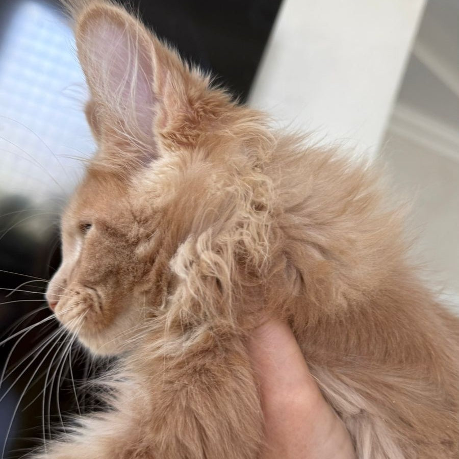 Iris Maine Coon polydactyl 6x6x6x6 male, cream silver