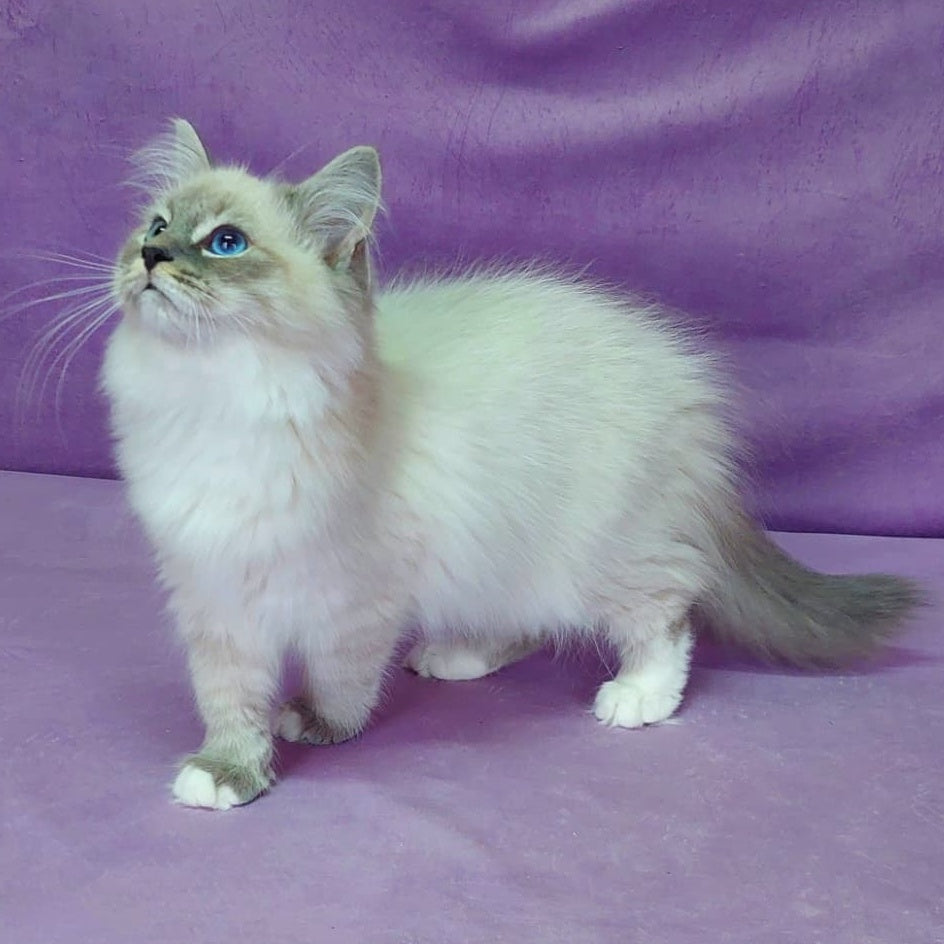 Oscar Siberian male, blue with white tabby pointed