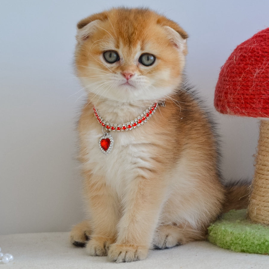 Jade Scottish Fold female, black golden shaded
