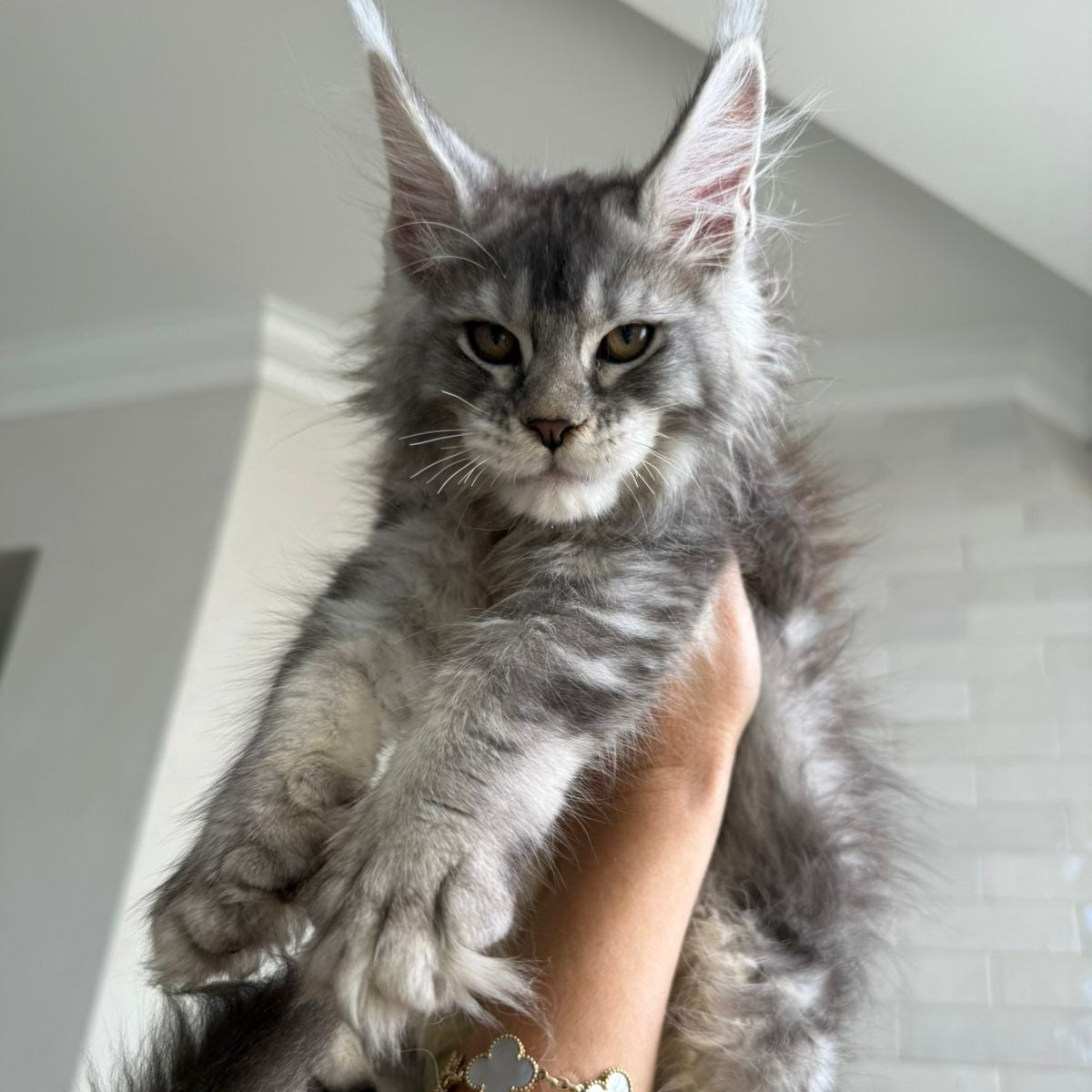 Jana Maine Coon female, black silver ticked tabby