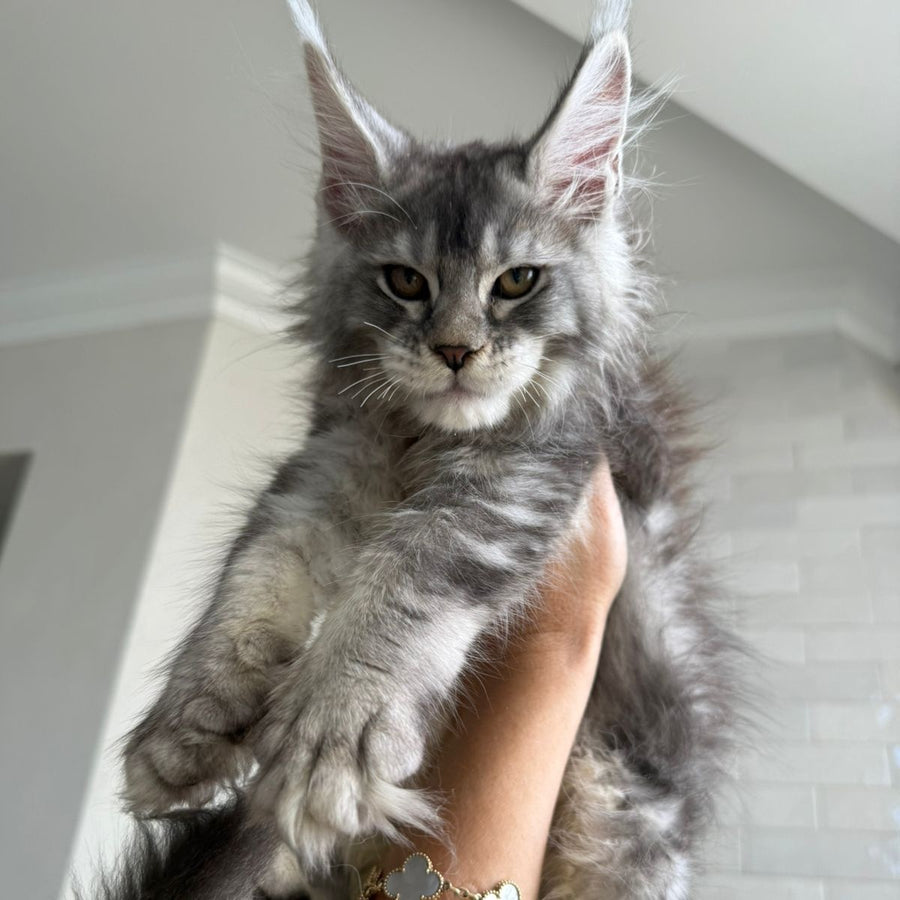 Jana Maine Coon female, black silver ticked tabby