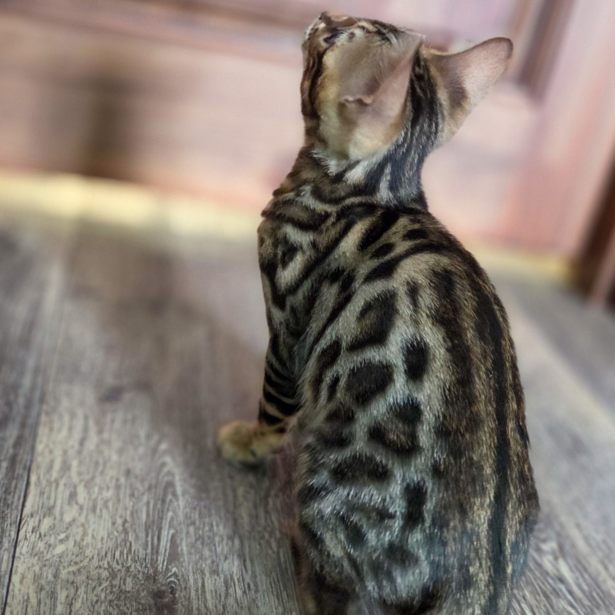 Monty Bengal male, black spotted tabby