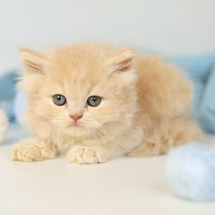 Perry British Longhair male, lilac
