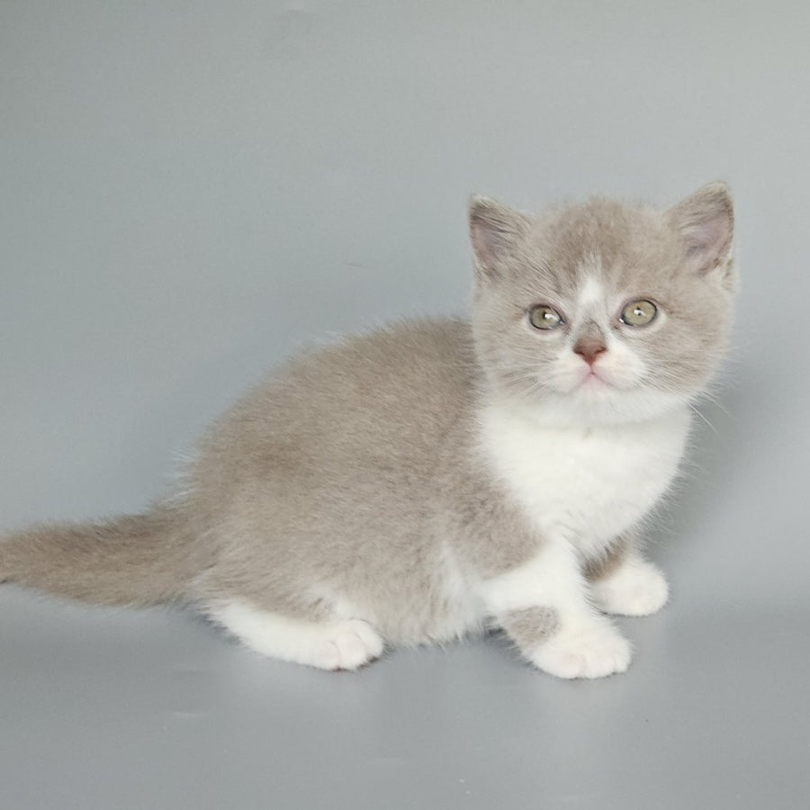 Bruno British Shorthair male, fawn bicolour