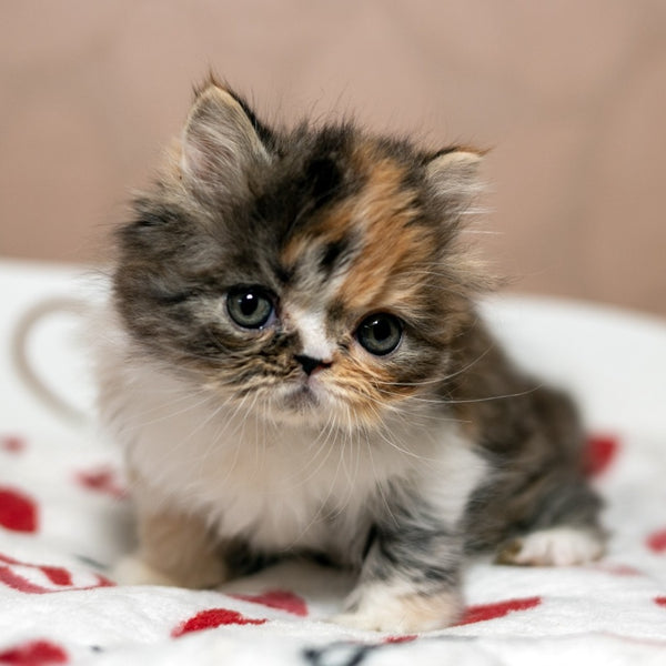 Kubishka Scottish Fold female, black tortie spotted tabby bicolour