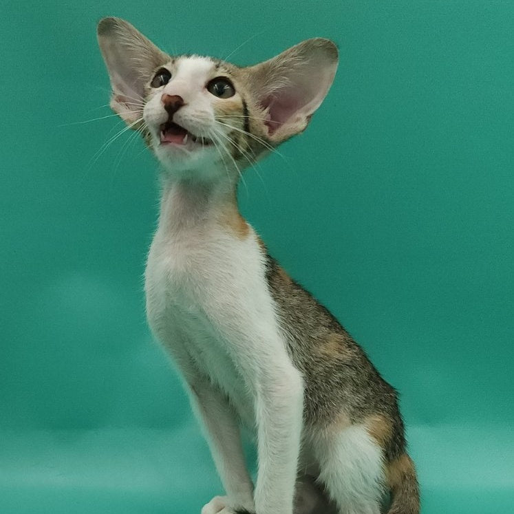 Valery Oriental Shorthair female, black tortie bicolour spotted tabby
