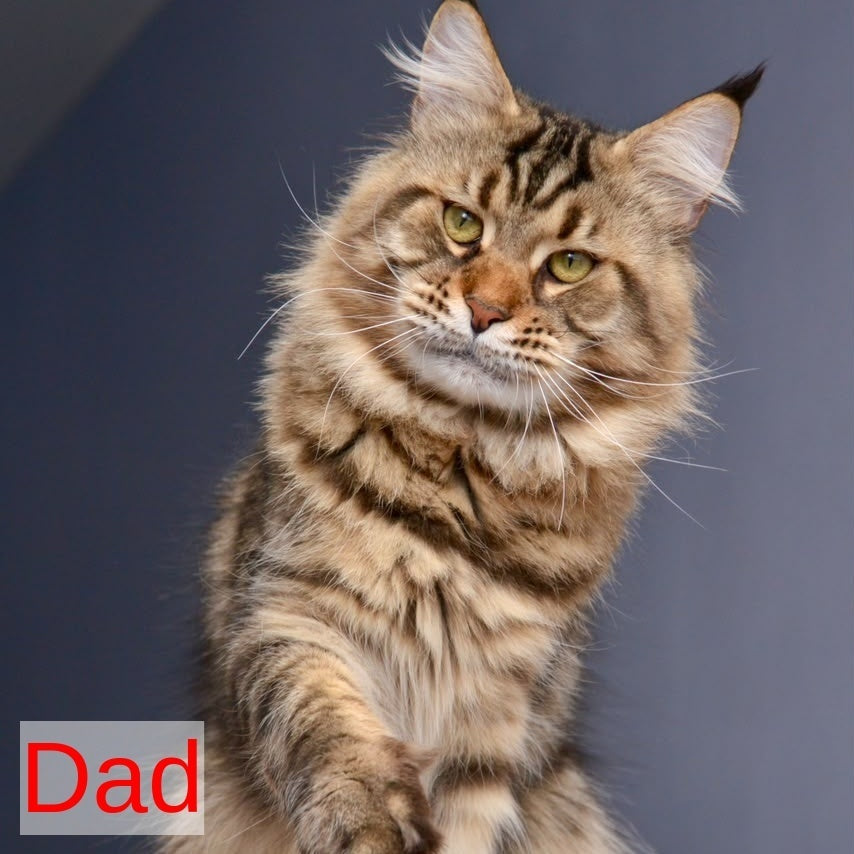 Yuna Maine Coon female, black tabby