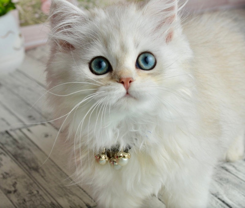 Rina Scottish Straight female black silver shaded - live animals