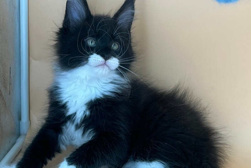 Betmann Maine Coon male, black bicolour