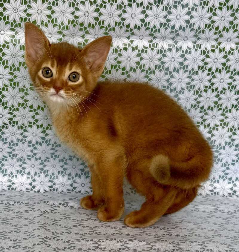 Baks Abyssinian male sorrel - live animals