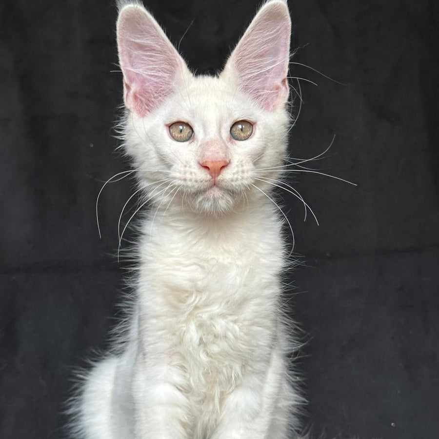 Jumbo Maine Coon polydactyl 6x6x6x6 male, red silver shaded