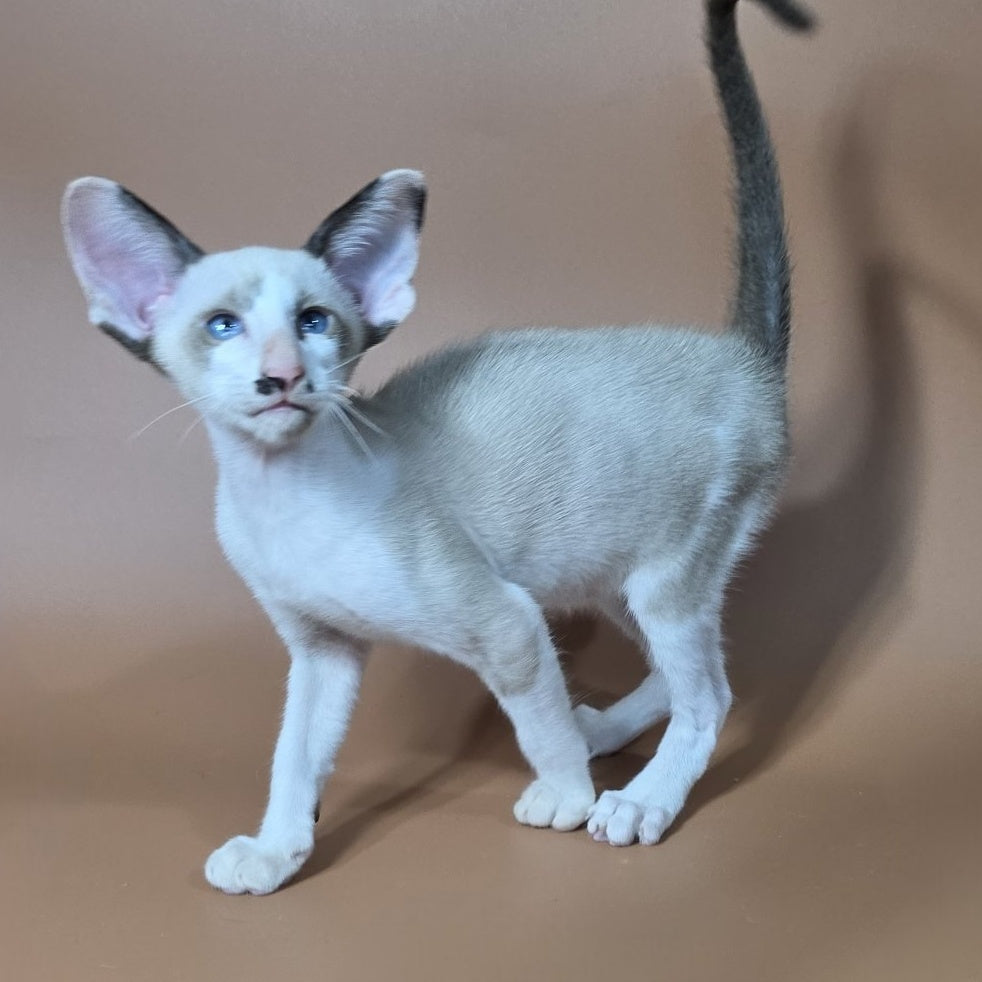Ink Siamese male, black bicolour