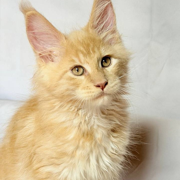 Lazarus Maine Coon polydactyl 6x6x6x6 male, cream silver tabby