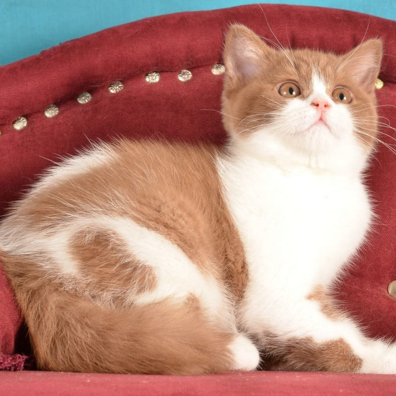 Gerda British Shorthair female, cinnamon spotted tabby