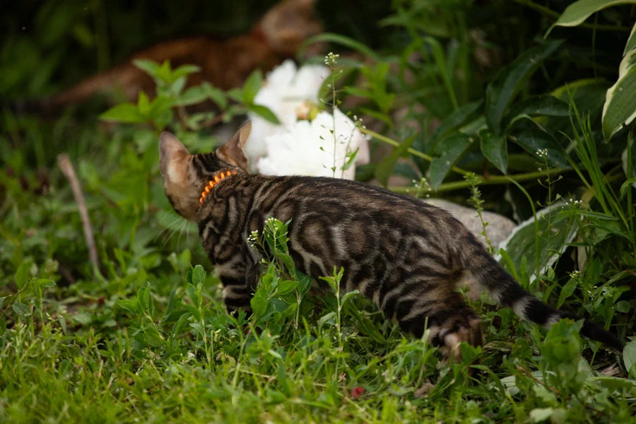 Ulf Bengal male black spotted tabby - live animals