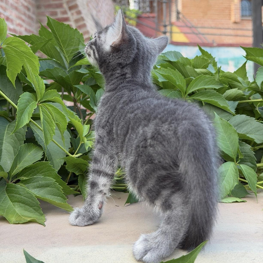 Cherruti Bengal male, blue silver spotted tabby