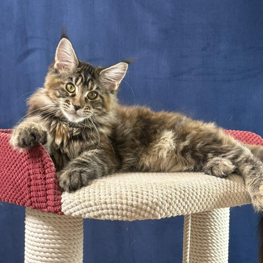 Calina Maine Coon female, black tortie tabby