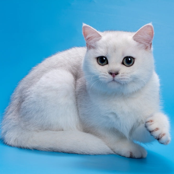 Fandi British Shorthair female, black silver shaded