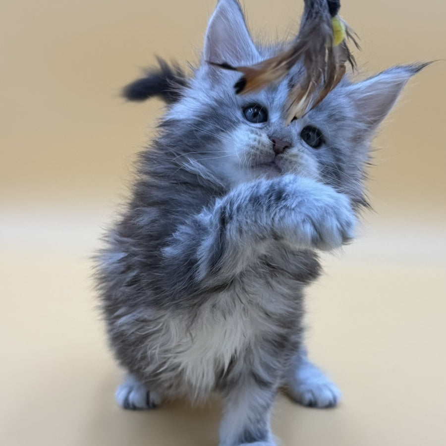 Hilton Maine Coon male, black silver tabby