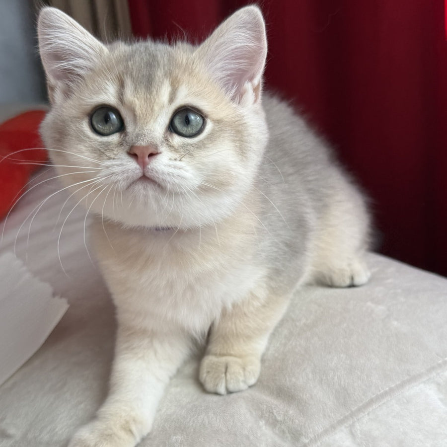 Erik Scottish Straight male, blue golden shaded