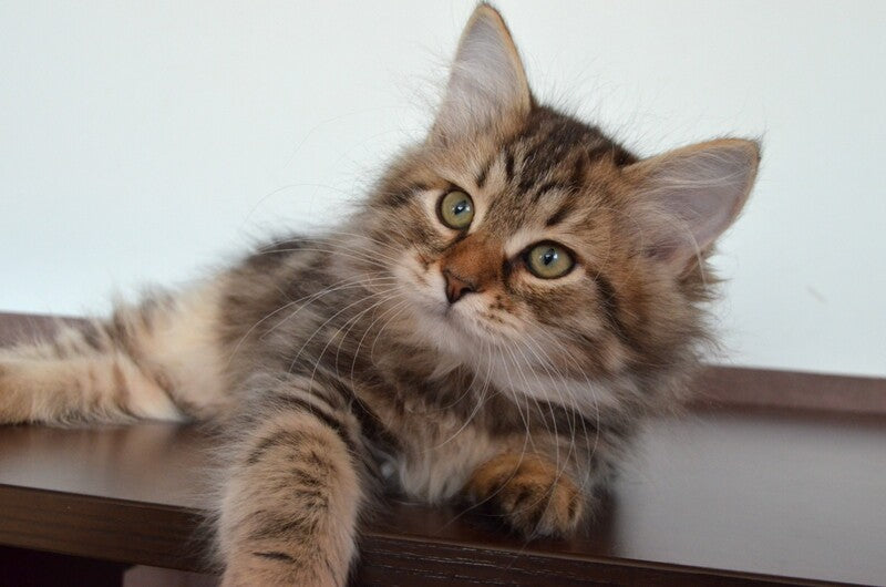 Sophia Siberian female, black tabby
