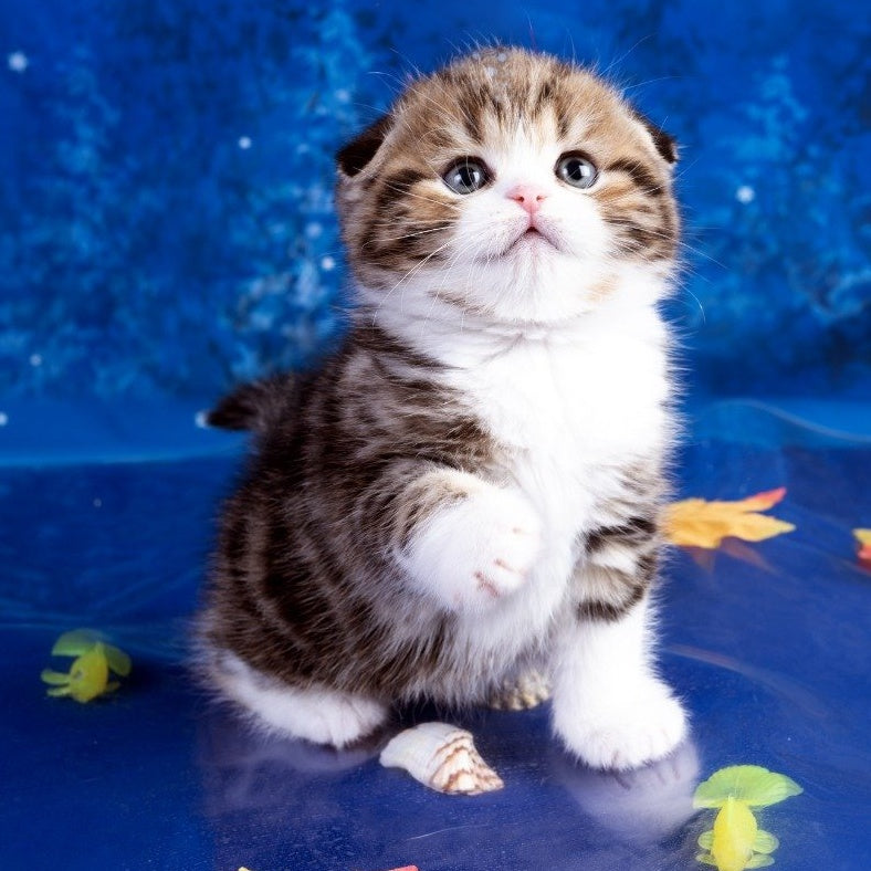 Lenya Scottish Fold male, black tabby bicolour