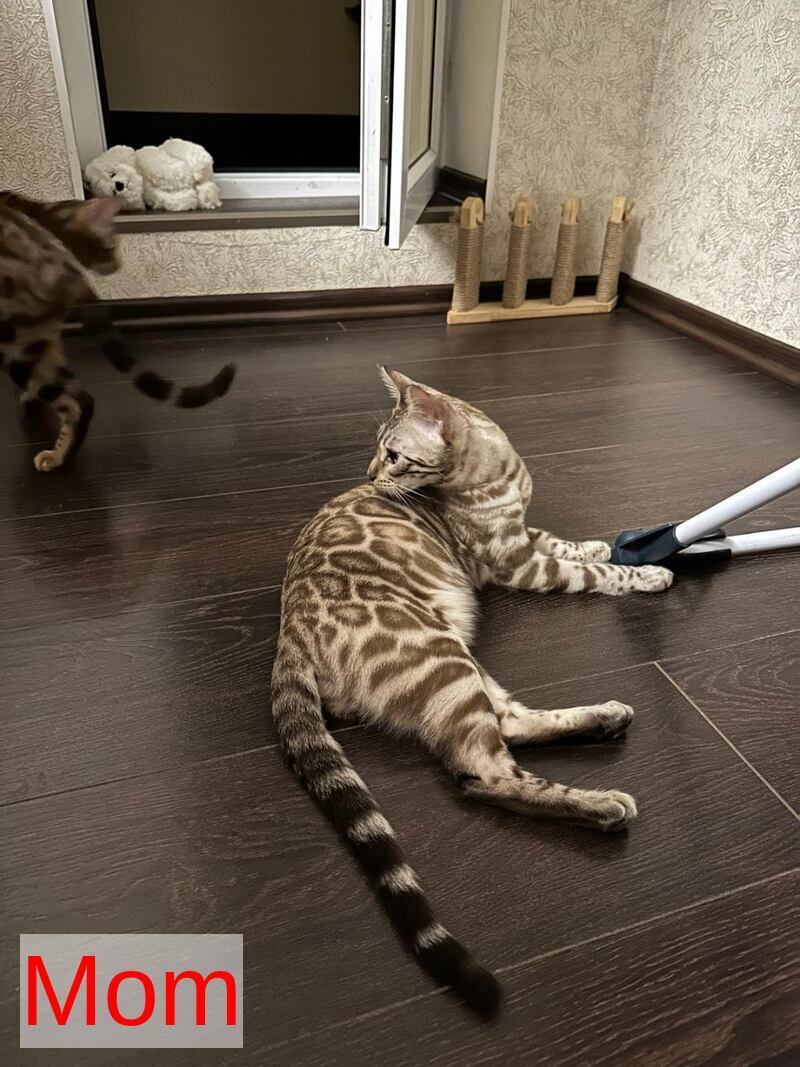 Elly Bengal female black spotted tabby - live animals