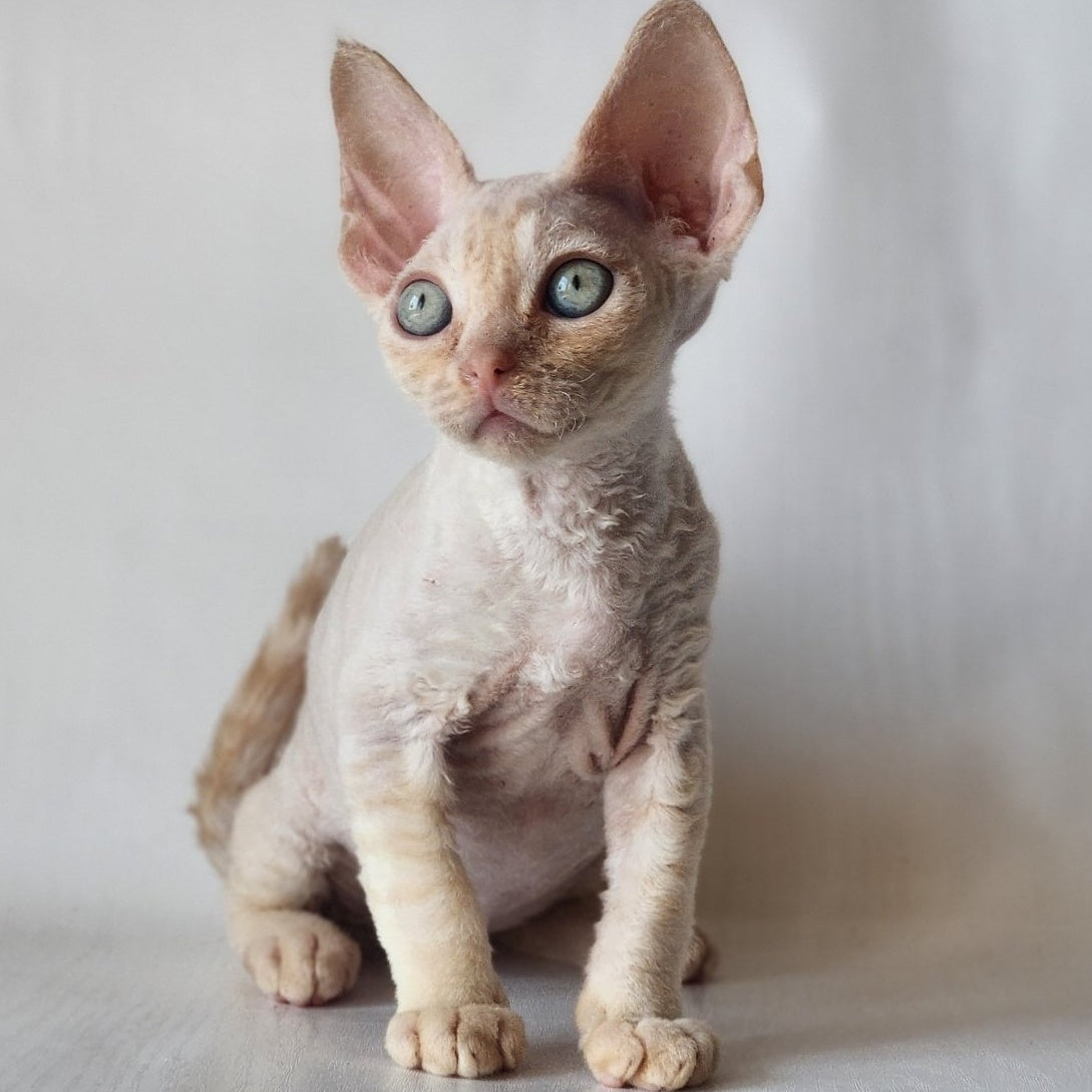 Oskar Devon Rex male, cream