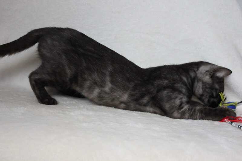 Ponti Bengal male, black silver