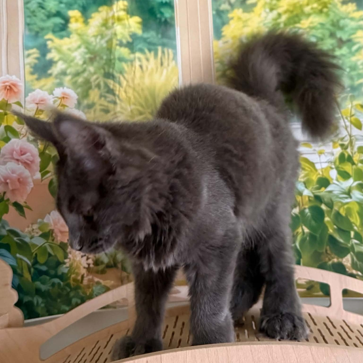 Yeremey Maine Coon polydactyl 6x6x6x6 male, blue