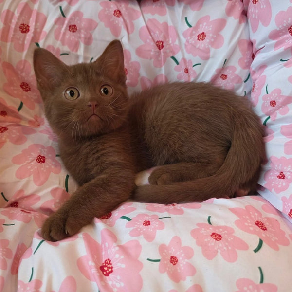 Bonny British Shorthair male, cinnamon
