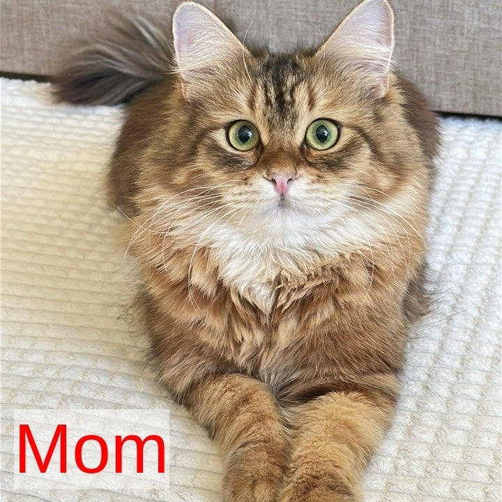 Yuna Siberian female, black golden tabby