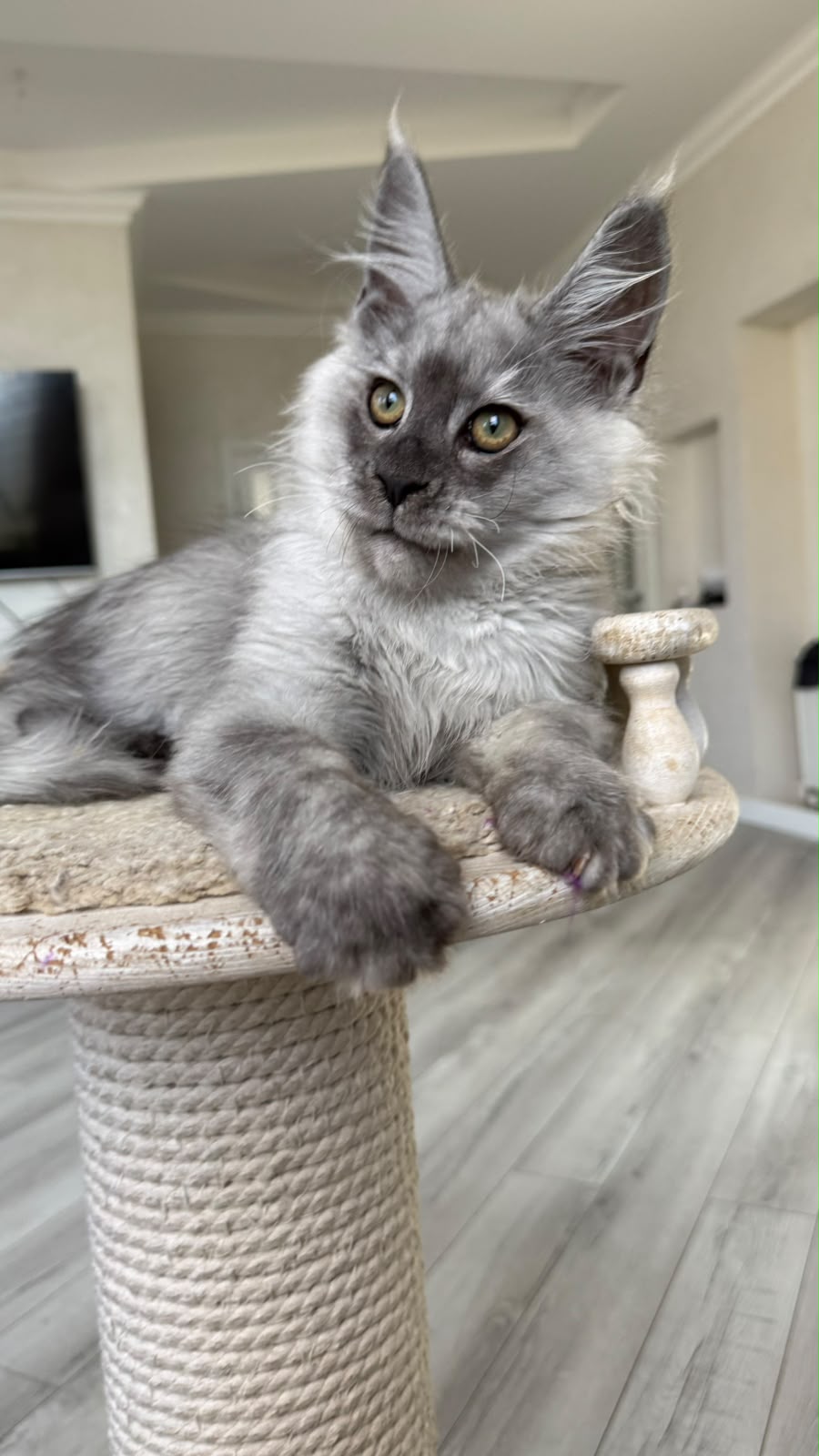 Pirat Maine Coon male, black silver