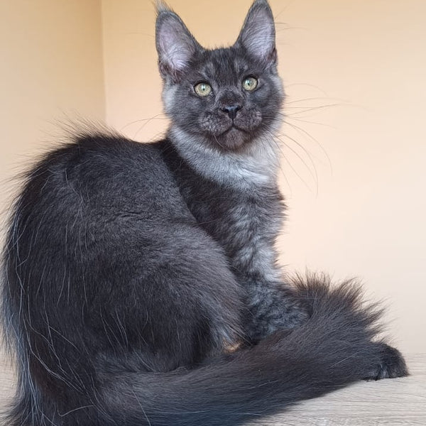 Dixon Maine Coon male, black silver