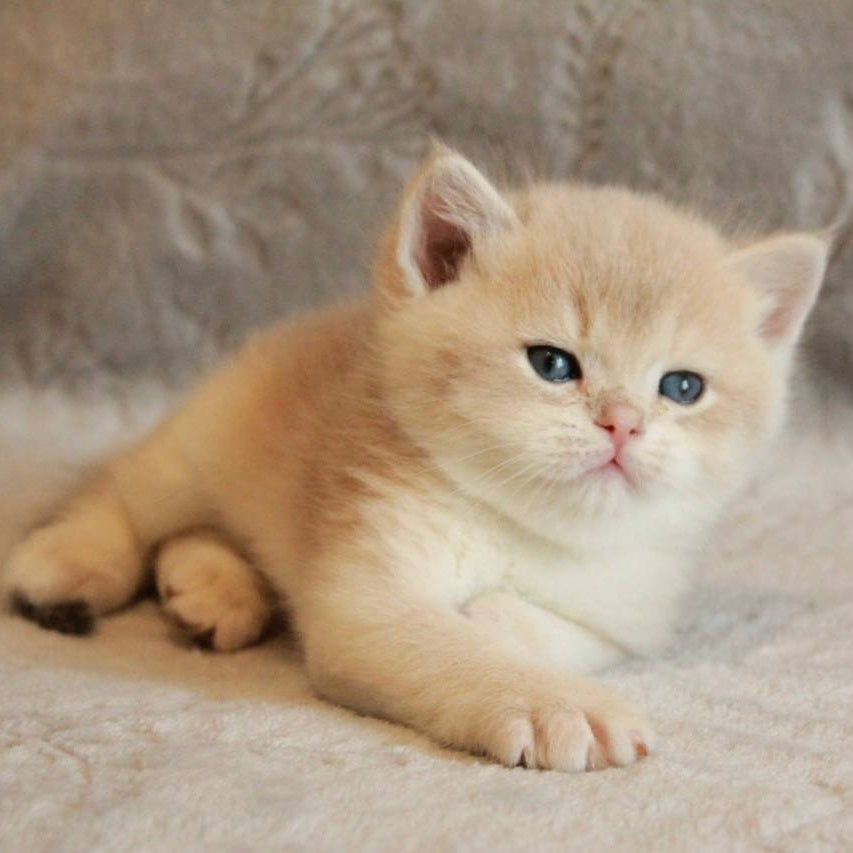 Major British Shorthair male, lilac golden chinchilla