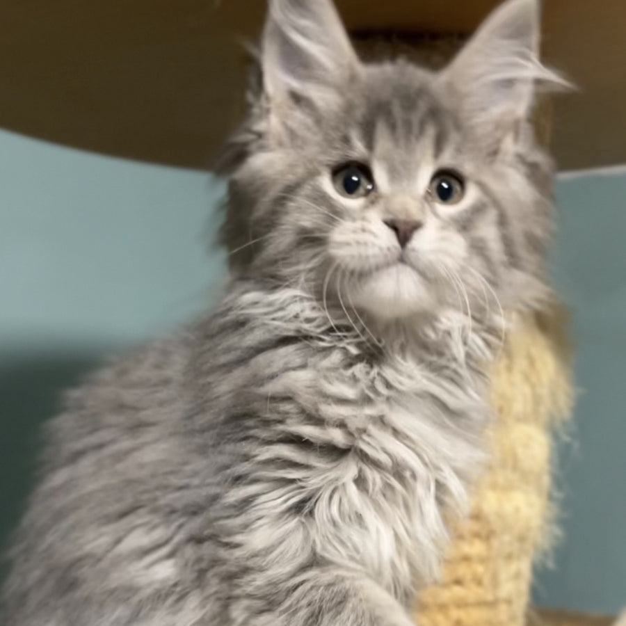 Hasta la Vista Maine Coon female, blue spotted tabby