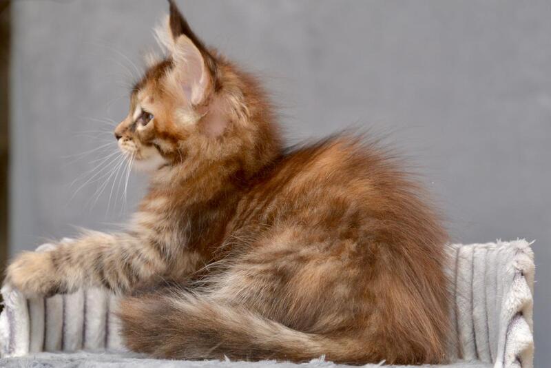 Vanilla Maine Coon female black tortie with white tabby live animals