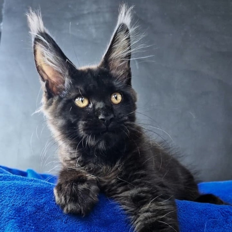 Kira Loren Maine Coon female, black