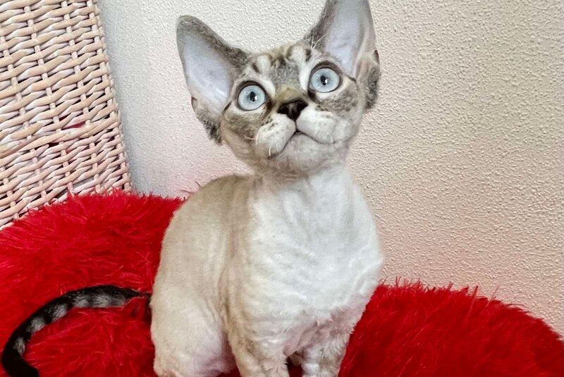 Isolde Grace Devon Rex female chocolate bicolour tabby pointed - live animals