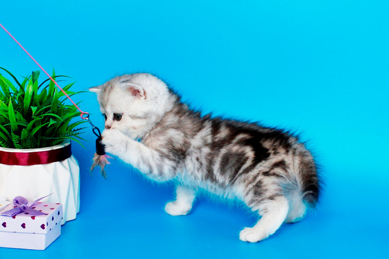 Nike British Shorthair male, black silver tabby