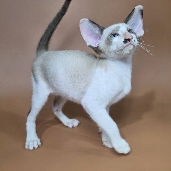 Ink Siamese male, black bicolour