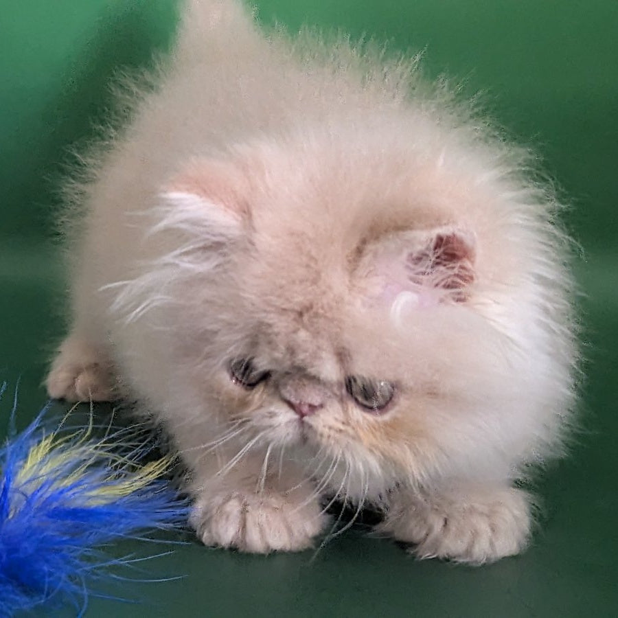 Tom Persian male, cream tabby
