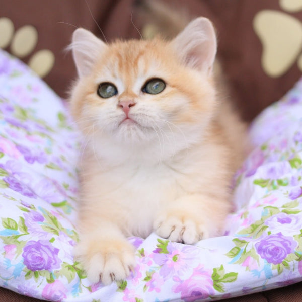 Ruby British Shorthair female, black golden chinchilla