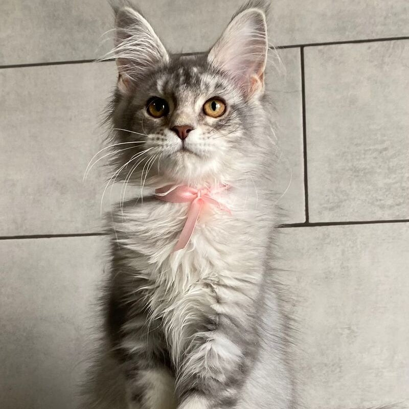 Tartu Maine Coon polydactyl 6x6x6x6 female, black silver tabby