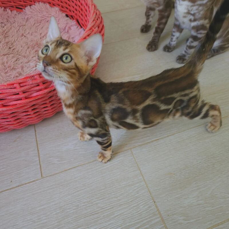Тamerlan Bengal male black spotted tabby - live animals