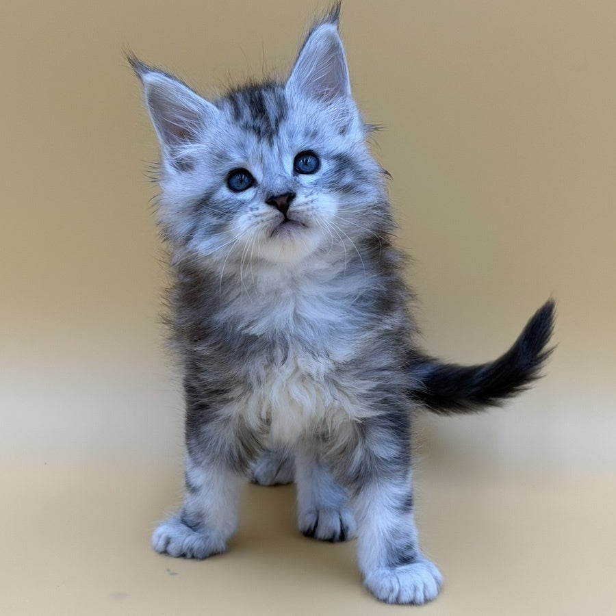 Hammer Maine Coon male, black silver tabby